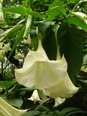 Brugmansia arborea (floripón)